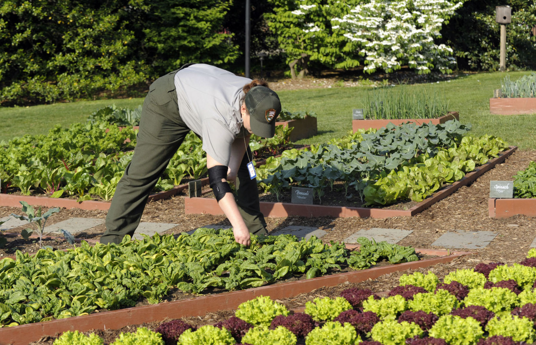Vegetable garden